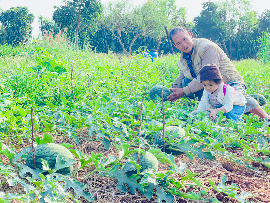 Để quảng bá thương hiệu và thu hút khách, anh Tài đã chụp hình vườn dưa của mình rồi đăng tải trên mạng xã hội, thu hút nhiều người đến tham quan và chụp ảnh lưu niệm. Để quảng bá thương hiệu và thu hút khách, anh Tài đã chụp hình vườn dưa của mình rồi đăng tải trên mạng xã hội, thu hút nhiều người đến tham quan và chụp ảnh lưu niệm.