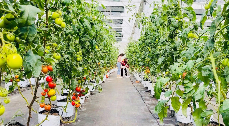 Du lịch trải nghiệm gắn với vùng sản xuất nông nghiệp công nghệ cao đang được TP. Pleiku hướng đến. Ảnh: Mai Ka