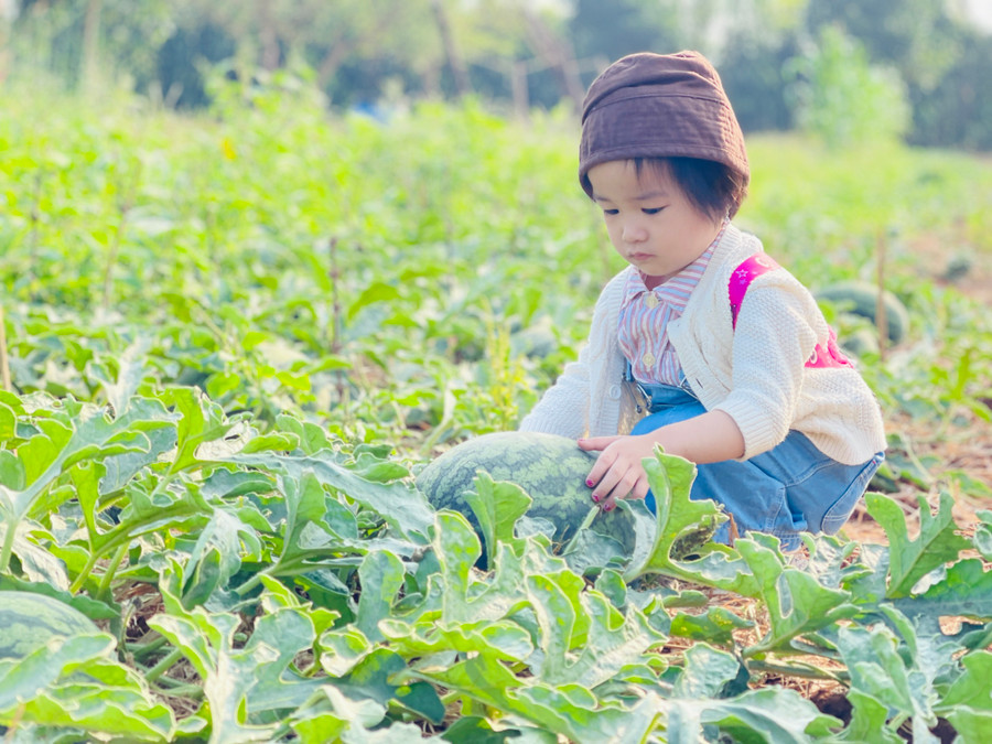 Vườn dưa hấu nằm trong khuôn viên farm rộng trên 2,5 ha nên chủ vườn mong muốn thu hút du khách tới tham quan, trải nghiệm ở farm kết hợp mua trái cây sạch như: dưa hấu, cam, chanh dây, mít...về phục vụ dịp Tết. Vườn dưa hấu nằm trong khuôn viên farm rộng trên 2,5 ha nên chủ vườn mong muốn thu hút du khách tới tham quan, trải nghiệm ở farm kết hợp mua trái cây sạch như: dưa hấu, cam, chanh dây, mít...về phục vụ dịp Tết.