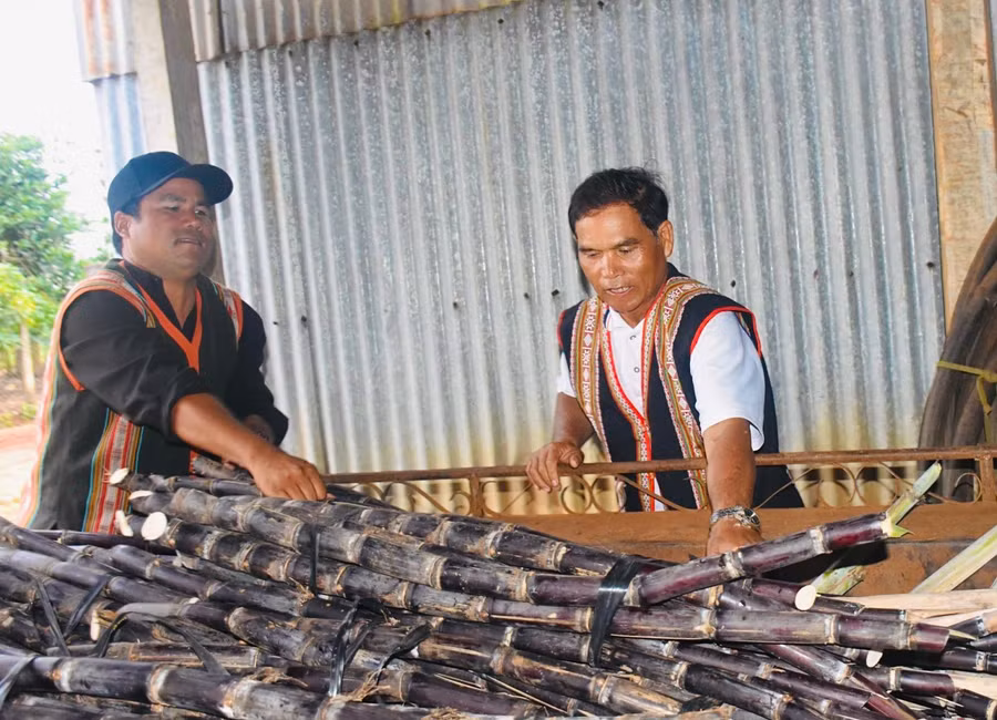 Cây mía tím phát triển mạnh tại vùng đất Ia Kênh mang lại thu nhập ổn định và cho người dân. Ảnh: Mai Ka