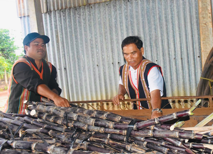 Cây mía tím phát triển mạnh tại vùng đất Ia Kênh mang lại thu nhập ổn định và cho người dân. Ảnh: Mai Ka