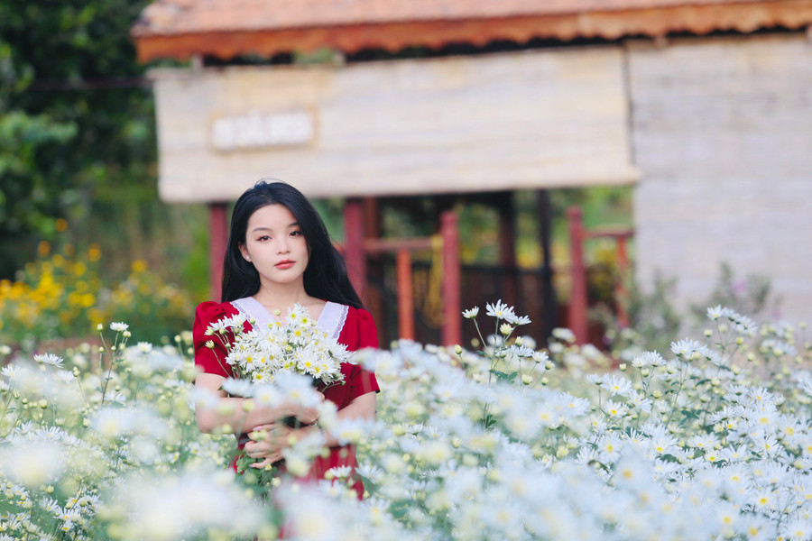 Ngay dưới thung lũng ở xã Biển Hồ, vườn cúc họa mi được gia đình ông Lê Văn Thiết (SN 1960) vun vén, gieo trồng đã đón hàng trăm lượt khách đến tham quan, chụp ảnh. Ngay dưới thung lũng ở xã Biển Hồ, vườn cúc họa mi được gia đình ông Lê Văn Thiết (SN 1960) vun vén, gieo trồng đã đón hàng trăm lượt khách đến tham quan, chụp ảnh.