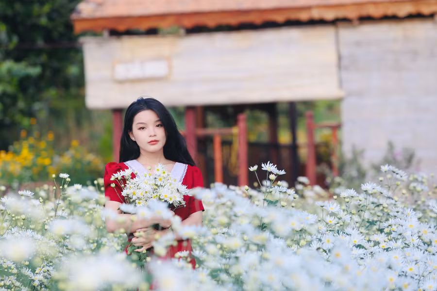 Ngay dưới thung lũng ở xã Biển Hồ, vườn cúc họa mi được gia đình ông Lê Văn Thiết (SN 1960) vun vén, gieo trồng đã đón hàng trăm lượt khách đến tham quan, chụp ảnh.