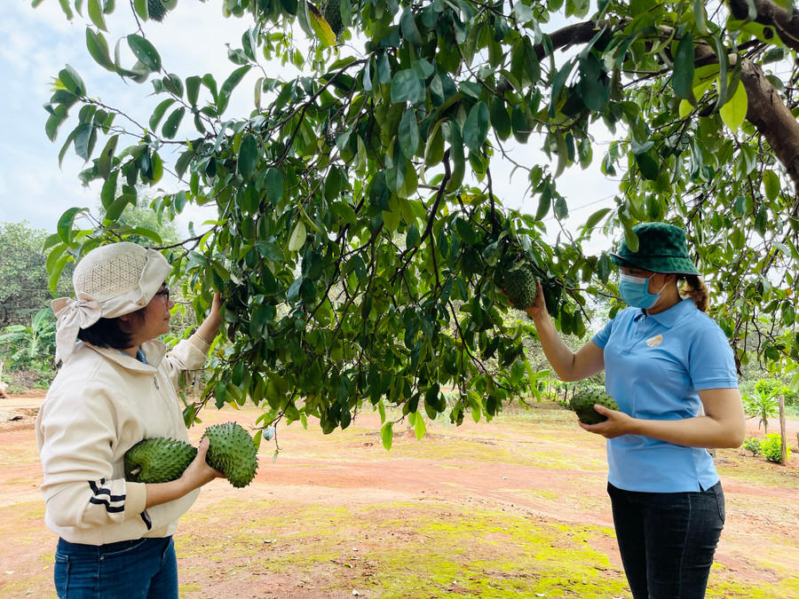 Hướng dẫn, hỗ trợ nông dân tham gia phát triển kinh tế tập thể trong nông nghiệp. Ảnh Mai Ka