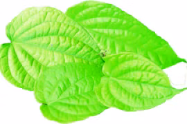 Ích lợi của lá trầu