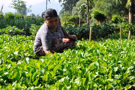 Gia Lai: Toàn tỉnh gieo trồng được 88.350 ha cây trồng