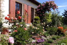 Vườn hoa hồng rộng hơn 1 ha đẹp như cổ tích