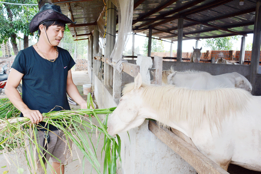 Nguyễn Văn Hậu-Chủ trang trại ngựa bạch