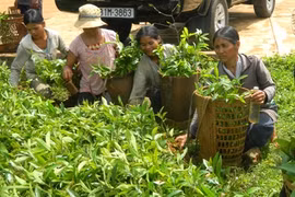 Cấp hơn 30 ngàn cây bời lời giống cho hộ nghèo xã Hà Ra