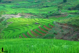 Thung lũng lúa xanh rì trong lõi rừng Yên Bái