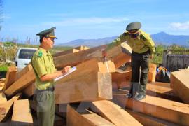 Lợi dụng vận chuyển gỗ tang vật để trà trộn gỗ lậu đi tiêu thụ