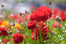 Vẻ đẹp của loài hoa đang "gây sốt" ở Việt Nam