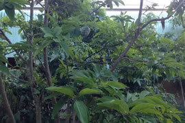 Đak Pơ hỗ trợ thông tin tuyên truyền nhân rộng cây na dai