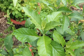 Cách dùng cây mật gấu để giảm cân