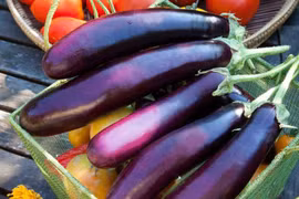 ​Quả cà tím - vị thuốc quê hương