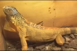 Cận cảnh "quái thú cổ đại" cực đẹp ở Thủ đô