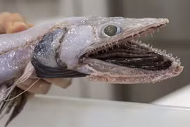 Bắt được loài cá thằn lằn cực hiếm