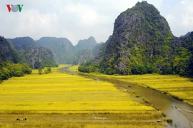 Vẻ đẹp mùa lúa chín ở "vịnh Hạ Long trên cạn"