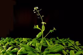 Phát hiện nhóm tế bào có chức năng như bộ não của hạt giống