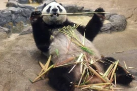 Nhật Bản: Gấu trúc khổng lồ sinh con lần đầu tiên kể từ năm 2012