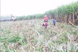 Kbang thực hiện 8 cánh đồng lớn chuyên canh cây mía