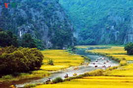 Vẻ đẹp mùa lúa chín ở "vịnh Hạ Long trên cạn"