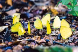 Lạc bước tới những nơi săn bướm rừng cực đẹp ở Việt Nam