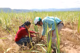 Ia Pa: Bệnh trắng lá mía gây nhiều thiệt hại cho nông dân