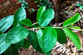 Lợi ích tuyệt vời của lá ổi