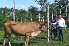 Hội Nông dân thị xã Ayun Pa trao bò giống cho hộ nghèo xã Ia Rtô