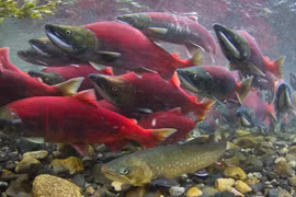 Những cuộc di cư ngoạn mục trong thế giới động vật