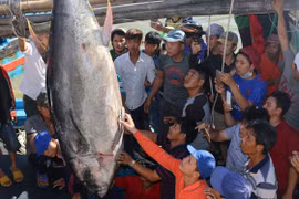 Câu được cá ngừ vây xanh 240 kg tại Trường Sa
