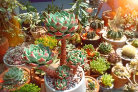 Độc đáo sen đá từ đất sét nhìn như thật