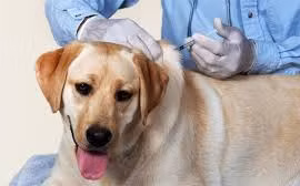 Gia Lai triển khai giải pháp phòng-chống bệnh dại ở động vật