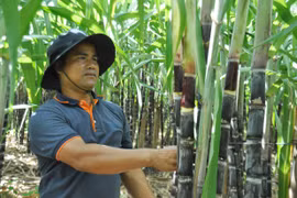 Nông dân Ia Kênh thu nhập khá từ cây mía tím