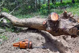 Gia Lai: Ngăn chặn tình trạng xâm hại tài nguyên rừng