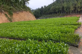 Quản lý sản xuất, kinh doanh giống cây trồng lâm nghiệp