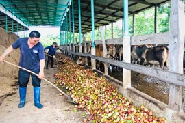 Từ người chăn bò thuê trở thành tỷ phú