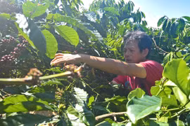 Gia Lai: Cơ cấu ngành dịch vụ đạt tỷ trọng 34,51%