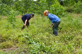 Mang Yang: Nhiều giải pháp nâng độ che phủ rừng