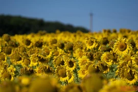 Thăm đồng hướng dương ở Nga