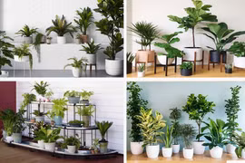 Nhà cấp 4 đẹp mê hồn nếu biết cách trang trí phù hợp