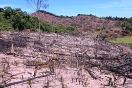 Bình Định: Điều tra vụ kiểm lâm viên nhiều lần bị lâm tặc đánh trọng thương
