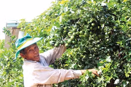 Đồi hoang "đẻ" bạc tỷ