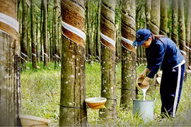 Vị giám đốc và dòng nhựa cao su đầu tiên