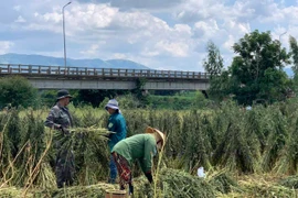 Nông dân thu nhập khá từ cây mè