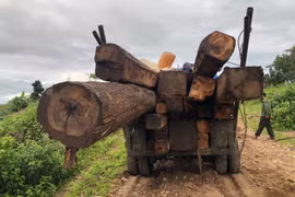 Ia Pa: Phát hiện một vụ vận chuyển hơn 7 khối gỗ