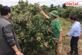 Nông dân Chư A Thai thu nhập cao từ cây nhãn