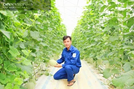 Nghệ An: Kỹ sư 9X bỏ phố về trồng dưa lưới, bán 45.000 đồng/kg, làm 2 vụ bỏ túi gần 250 triệu