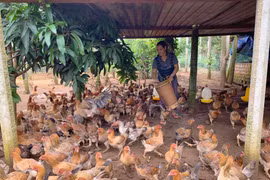 Hiệu quả từ mô hình nuôi gà mía an toàn sinh học ở Chư Păh